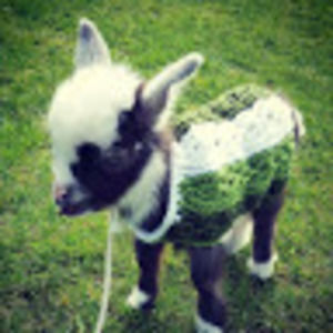 Meet your Posher, Christi